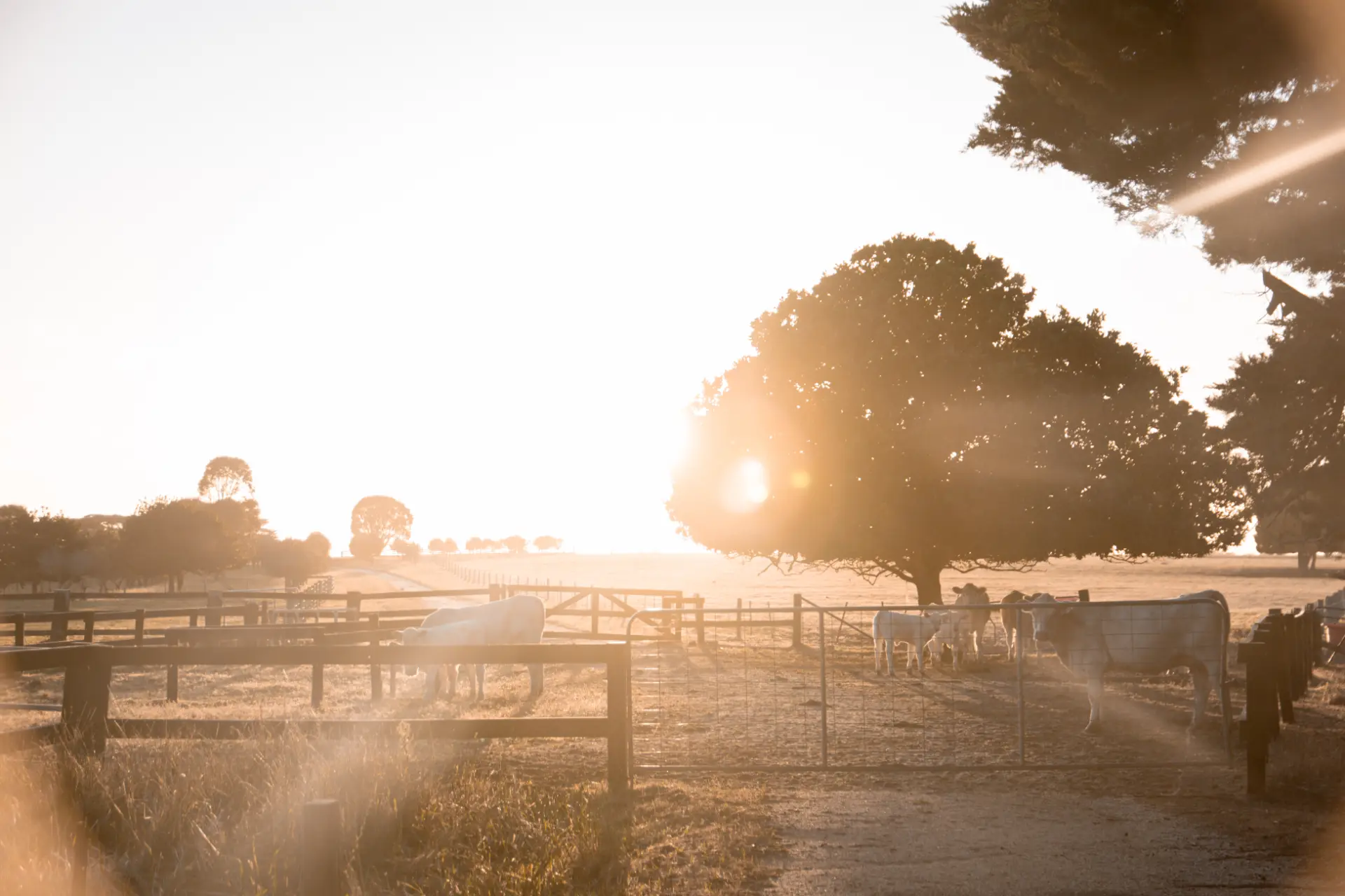 Mount William Charolais Cattle Sale